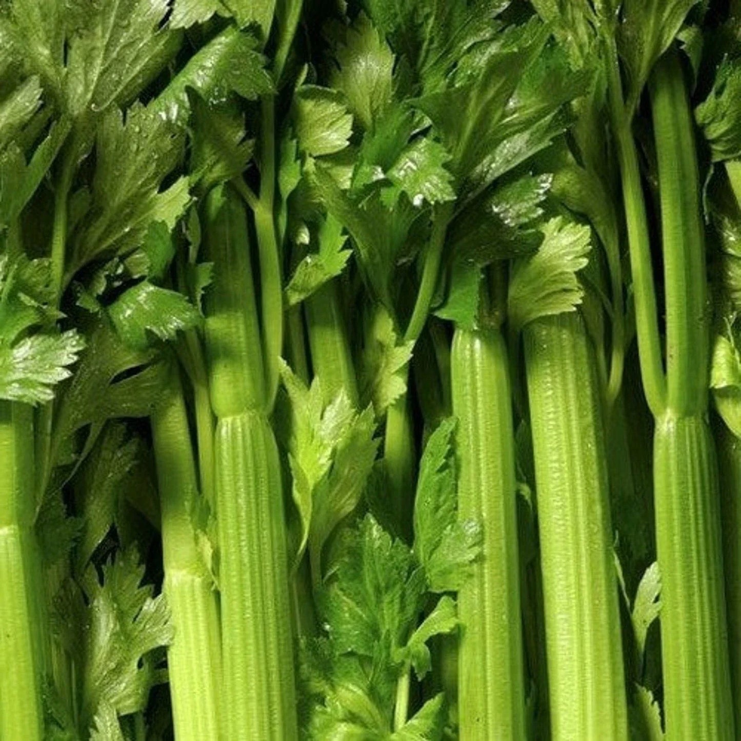 Tendercrisp Celery Seeds - 2000+ Non-GMO Vegetable Seeds - Apium graveolens
