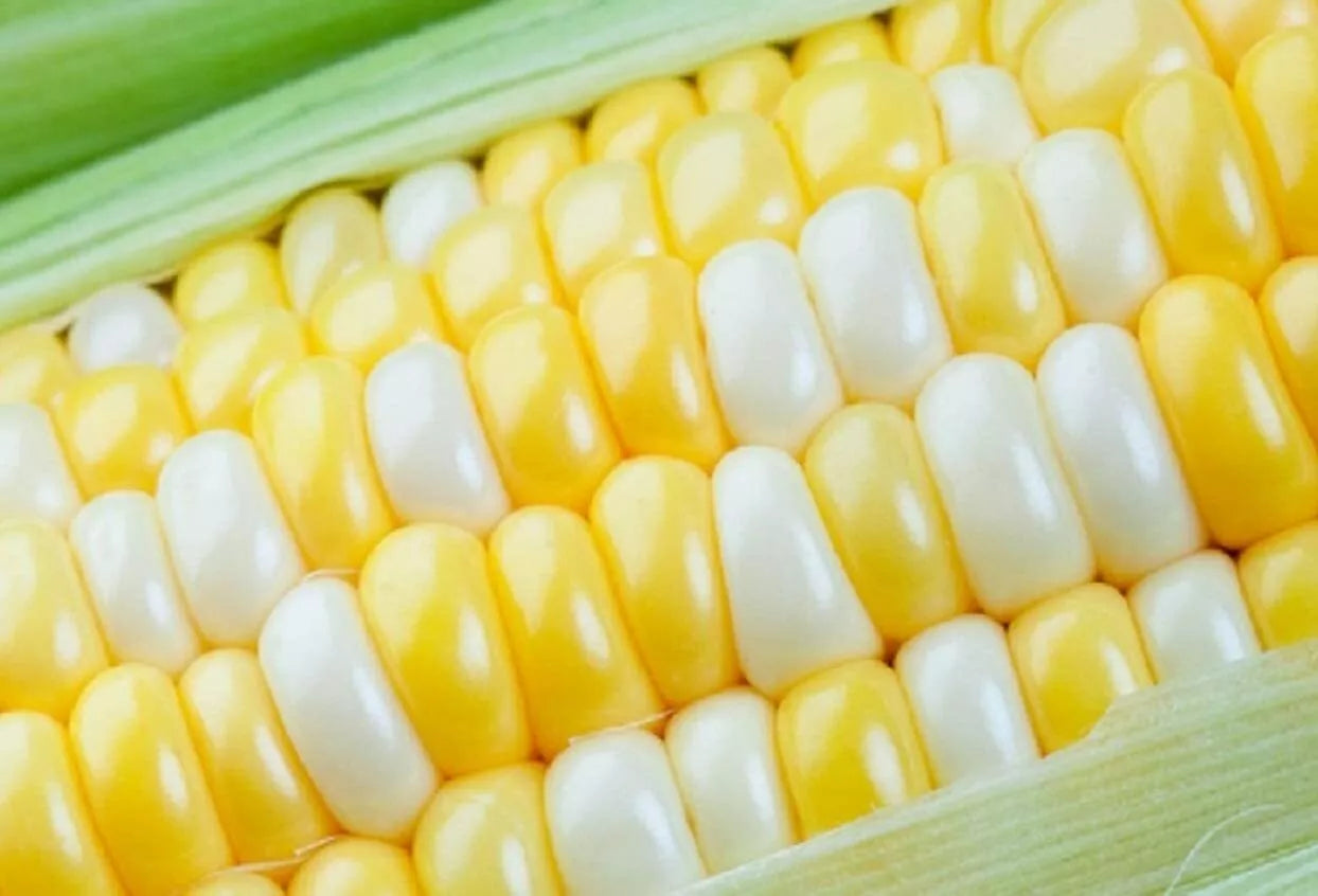 Ambrosia Sweet Corn Seeds - 250 Count - Non-GMO, Heirloom Variety - Zea mays