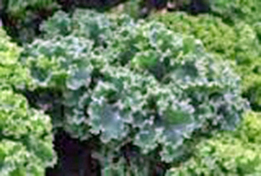 Kale Seed Vates Blue Curled Scotch Heirloom Non-GMO 200+ Seeds for Home Gardening