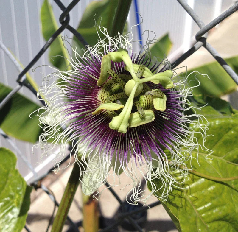 Purple Passion Fruit Plant - Edible Variety - Passiflora Edulis 'Frederick' - Organic Starter Plant