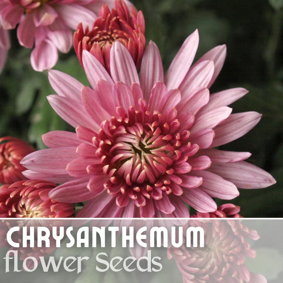 Chrysanthemum Seeds - Ayslee Pink Mum - 200 Annual Flower Seeds - Ideal for Gardens & Borders