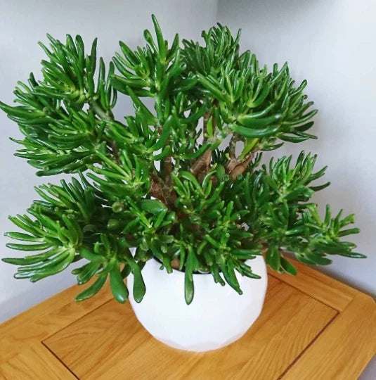 Skinny Fingers Jade Cuttings or Rooted Plants, Multiple Branches, Crassula Ovata