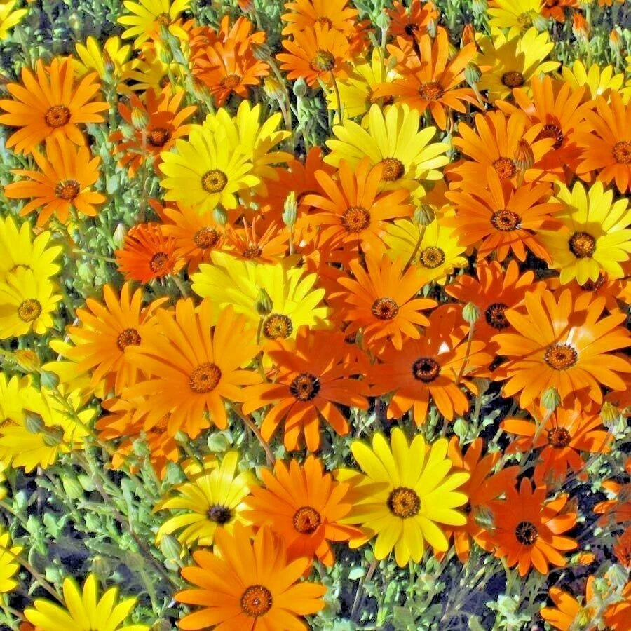 African Daisy Seeds - 200+ Pack - Flowering Annual, Drought & Heat Tolerant for Garden & Container - Osteospermum