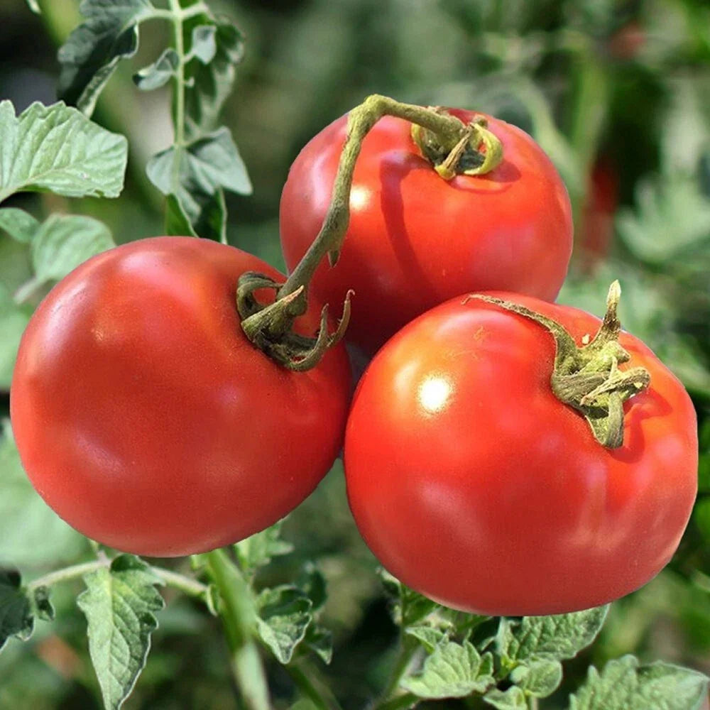 Homestead Tomato Seeds - 10+ Heirloom Organic Non-GMO Drought Resistant - Solanum lycopersicum