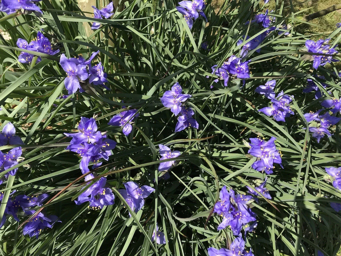 Spiderwort Bulb Rhizome 20 Pack Perennial Purple Flower Tradescantia Widow's Tears