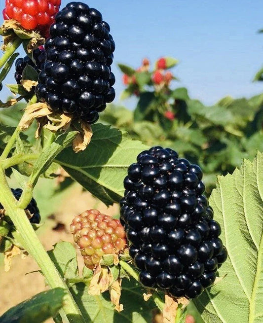 2-Pack Blackberry Plants in 3” Pots – Sweet Juicy Live Fruit Plants | Ready-to-Plant, Fresh & Hardy Berry Bush Starts