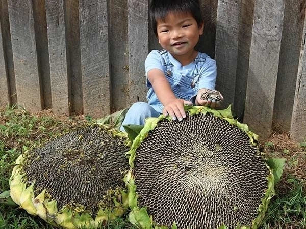 Giant Mongolian Sunflower Seeds - 10+ Non-GMO Heirloom Fresh Seeds - Helianthus annuus