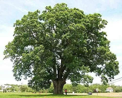 Black Willow Tree Cuttings - 6 Pack - Shade and Privacy Tree - Salix nigra