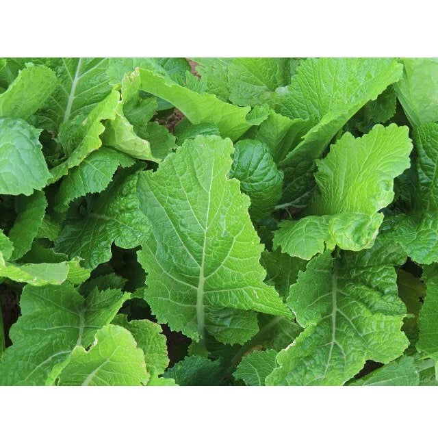 Florida Broadleaf Mustard Seeds | 4000 NON-GMO Heirloom Seeds | Brassica juncea | USA Seller