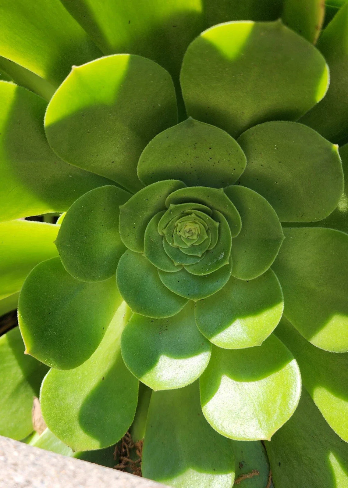 Aeonium Canariense Succulent Cutting 5"-6" Green Large Plant - Houseplant, Indoor Gardening, Drought-Tolerant Decor