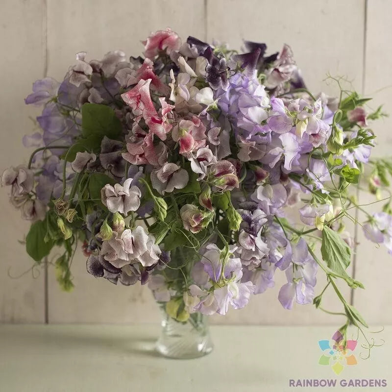 Sweet Pea Seeds 50+ Pack Spencer Ripple Mix for Garden, Lathyrus odoratus, USA