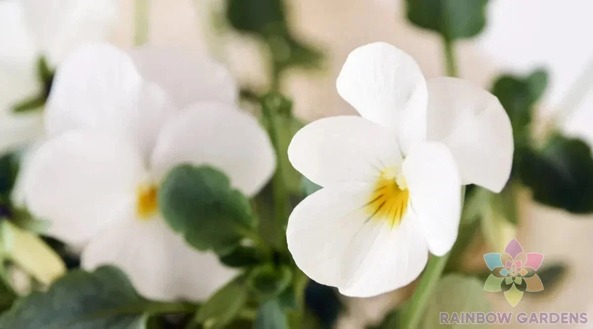 Admire Cream Pansy Seeds - 200+ Count - Viola Tricolor - Perfect for Garden Planting, USA