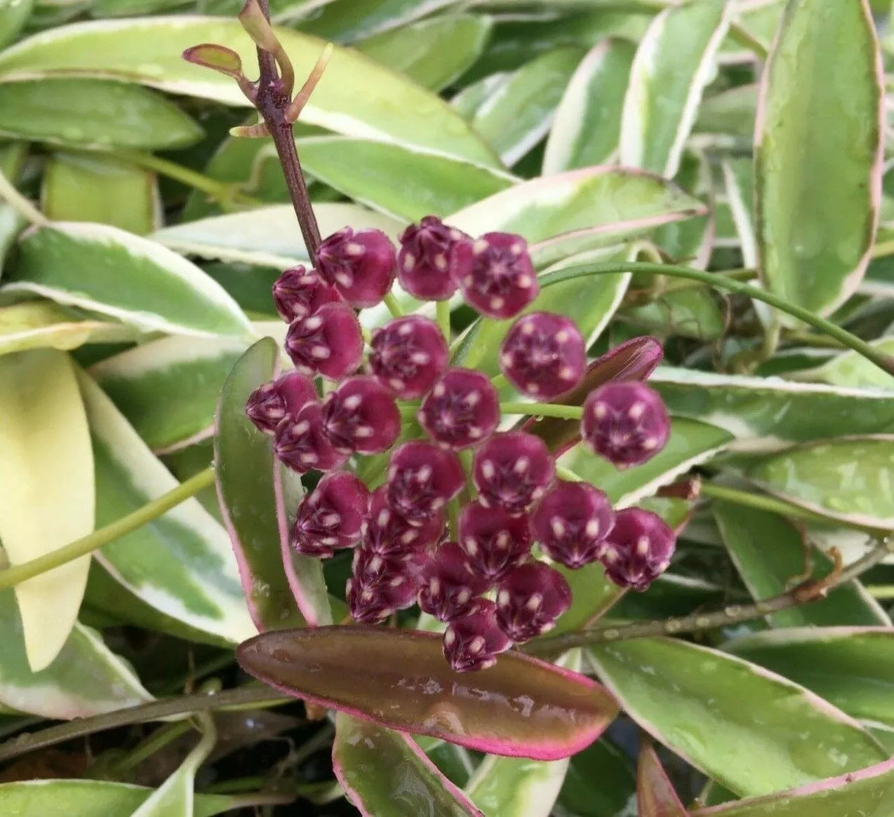 Hoya wayetii 'Lori Lyn' Rooted Plant 2.5" Pot