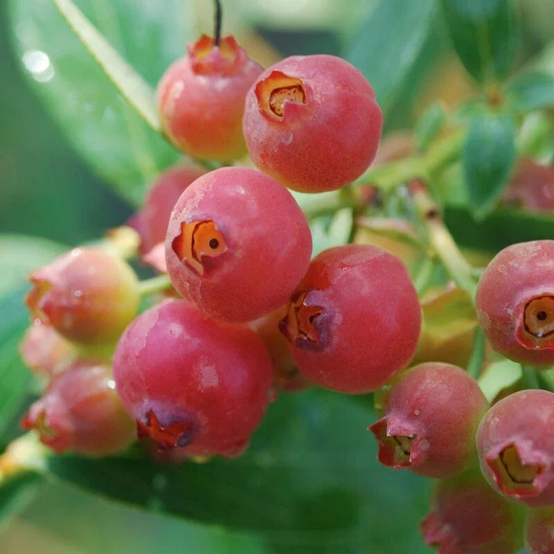 Pink Lemonade Blueberry Plant - Rooted, Medium Size, Self-Pollinating, Vaccinium corymbosum, Zones 5-8, Pink Berries, Edible