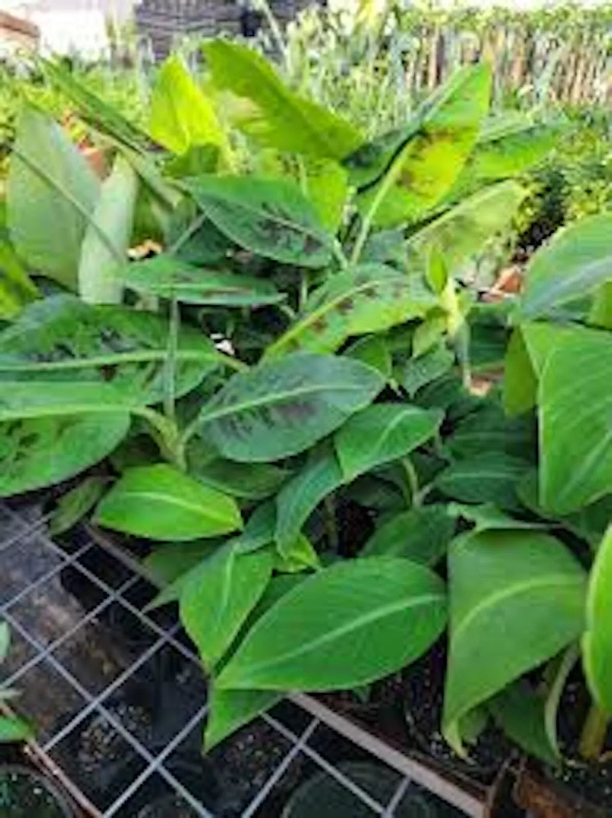 Double Mahoi Banana Plant - 3 Double Headed Dwarf Cavendish - Musa acuminata - Bare Root Starter - Fast Growing, Heat Tolerant