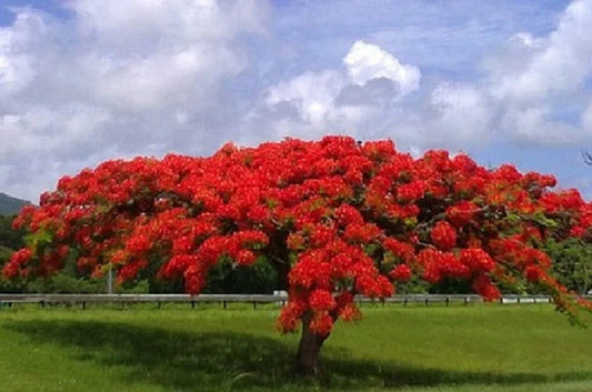 20 Seeds Delonix regia - Royal Poinciana Flame Tree, Gulmohar, Tropical Ornamental Tree Seeds