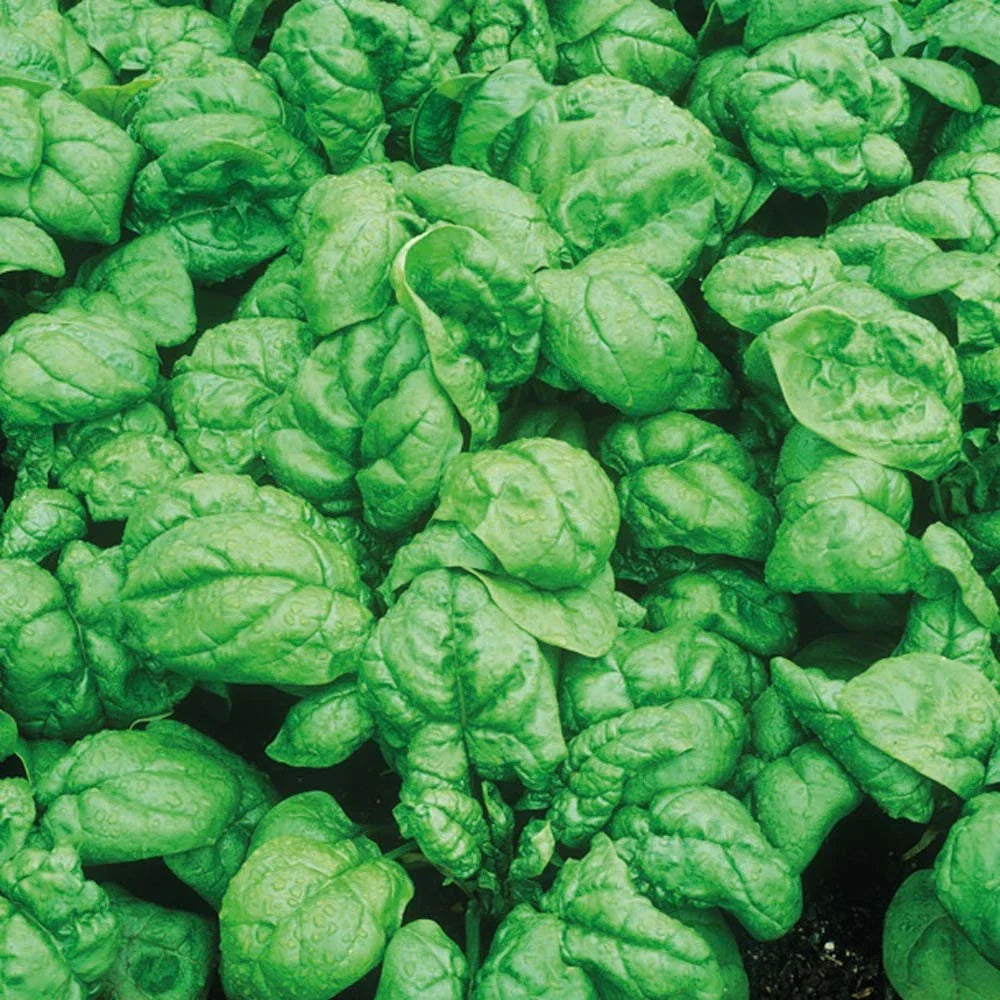 Bloomsdale Spinach Seeds - Fresh Heirloom Spinach Seeds for Home Gardening - Spinacia oleracea