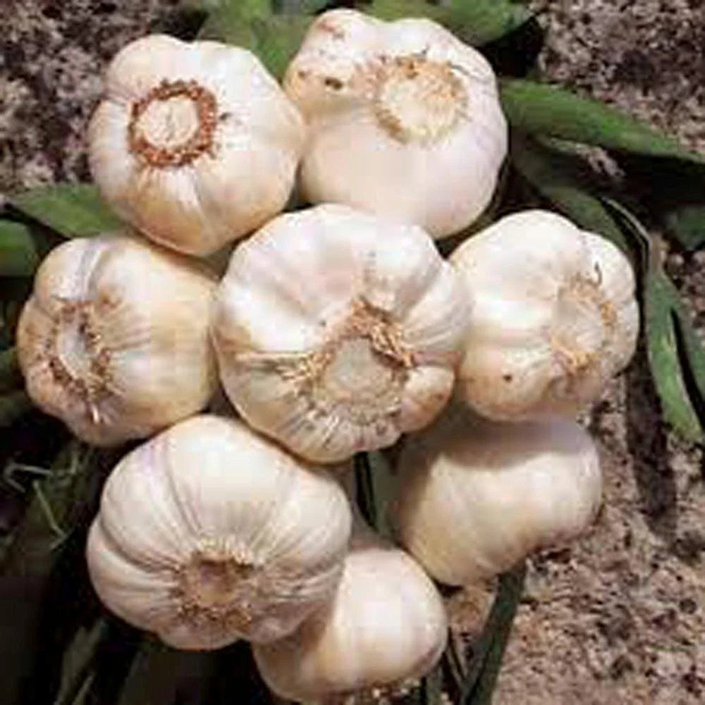 Fresh California Softneck Garlic Bulbs, 5 Pack, Allium sativum, Ideal for Planting & Growing