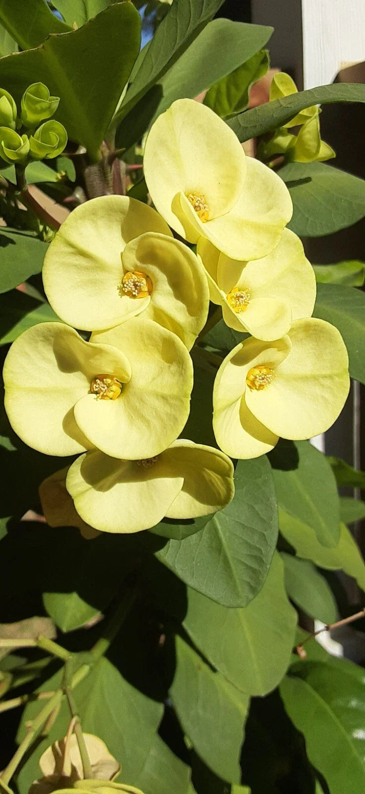 Crown of Thorns Cutting 1 Count Light Yellow Euphorbia milii