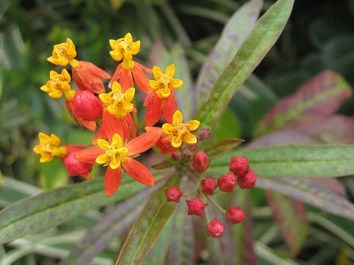 Bloodflower Milkweed Seeds - 35 Seeds - Asclepias Curassavica - Native Butterfly Plant - Eco-Friendly Gardening