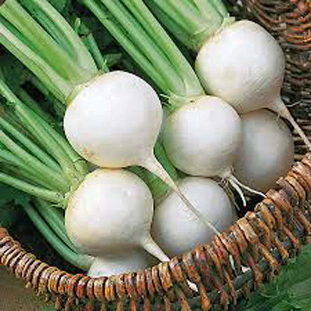 Turnip Seed, 500 Seeds, White Egg Heirloom, Non-GMO Vegetable, Brassica rapa