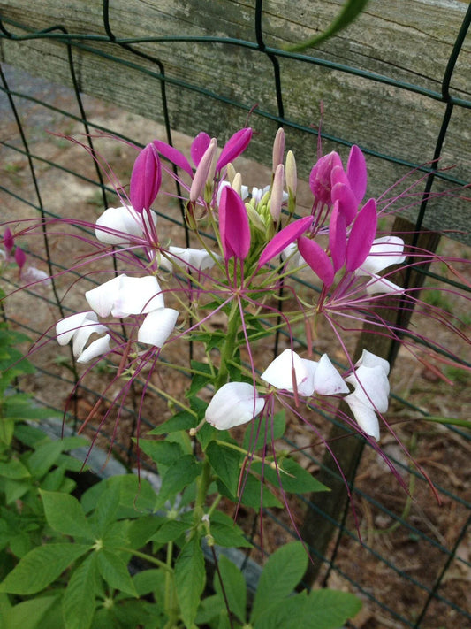 100 White Pink Spider Flower Seeds, Clome Spinosa Perennial, US Seller, Attracts Bees