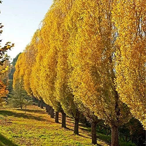 Lombardy Poplar Trees Live Cuttings - Rare Fast-Growing Privacy Trees - Populus nigra 'Italica' - 2 Pack