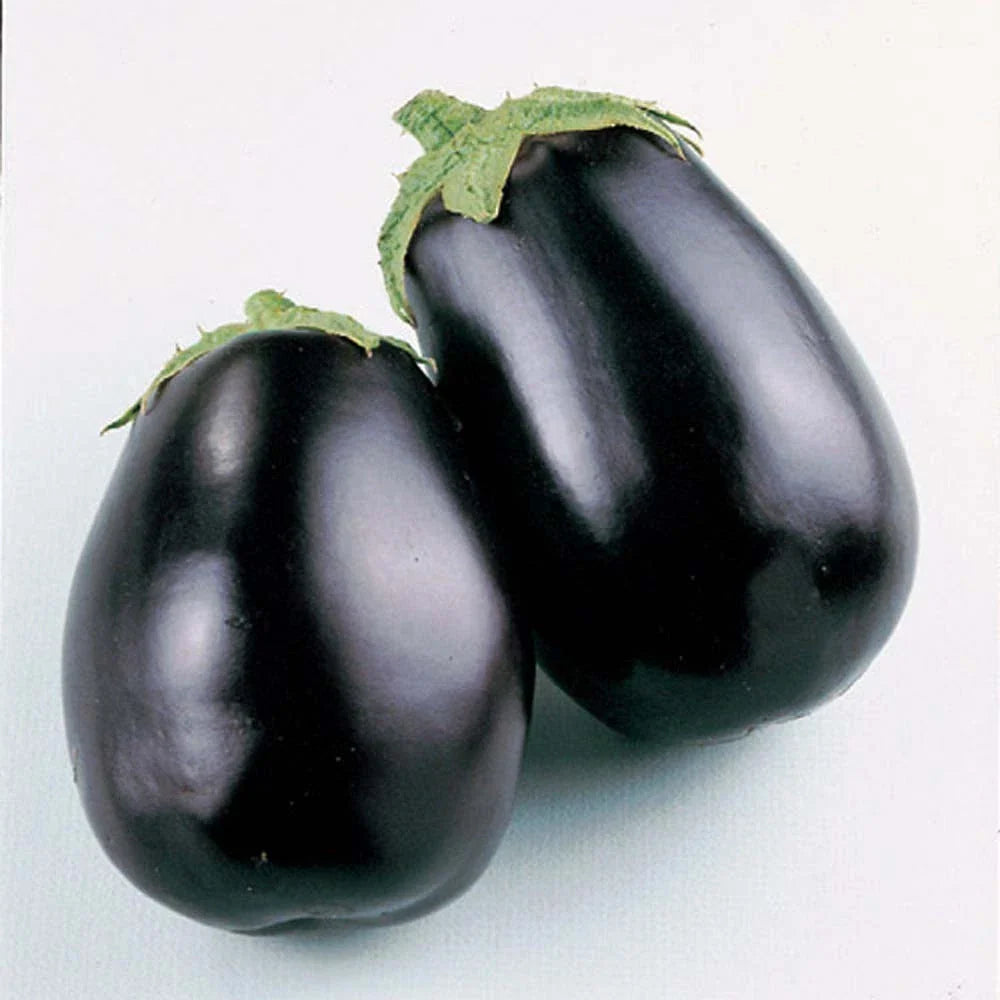 Eggplant Seeds - 100+ Black Beauty Seeds - Fresh Heirloom Variety - Solanum melongena