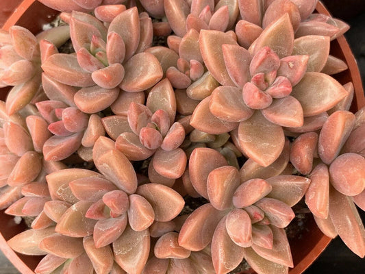 GRAPTOSEDUM "ALPENGLOW" Cuttings - 1.5" Diameter - 3 Unrooted Succulent Plant Cuttings