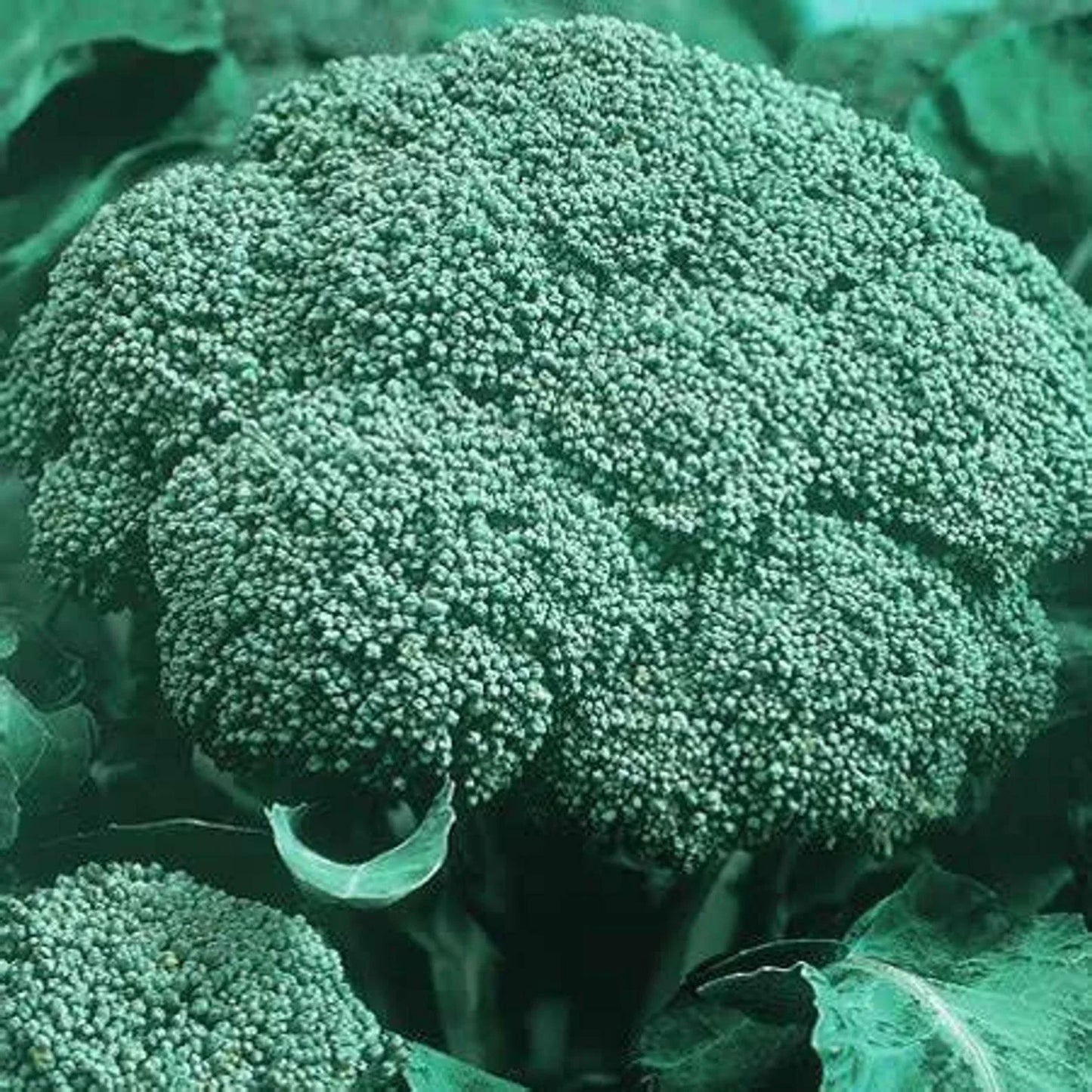 Organic Heirloom Broccoli Seeds - Green Sprouting Calabrese - 500 Seeds - Brassica oleracea