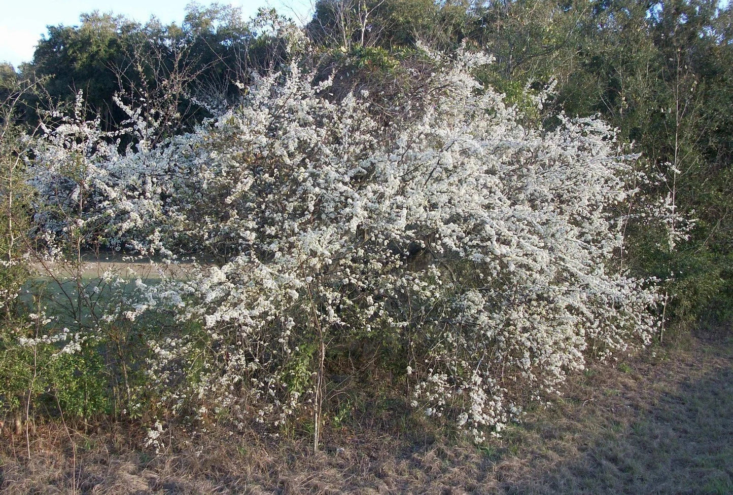 Wild Plum Tree Live Plant 18+ Inches Prunus spp. 2-3 Years Old Hardy Zones 5-9