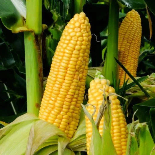Honey Select Triple Sweet Corn Seeds - Yellow AAS Winner for 2025 Planting - Zea mays