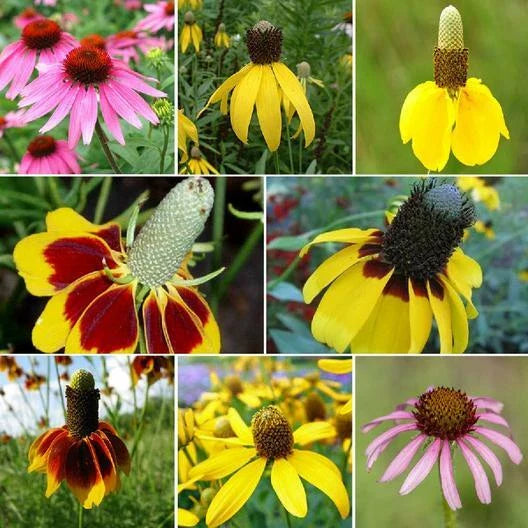 CONEHEAD Mix Coneflower Seeds - Echinacea Perennials for Finches, 500+ Seeds