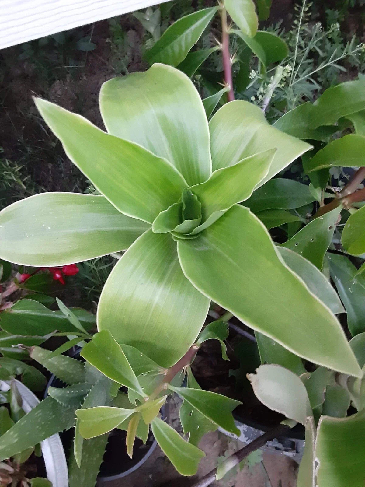 Basket Plant Cutting - 1 No Roots - Callisia Fragans - Easy Care Indoor Plant