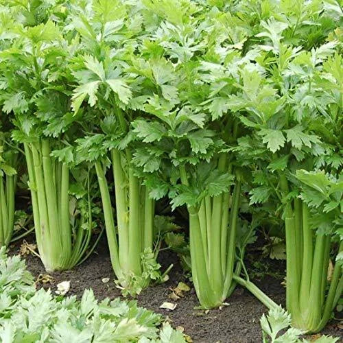 Giant Golden Pascal Celery Seeds - Heirloom Non-GMO Variety - Free Shipping - Apium graveolens