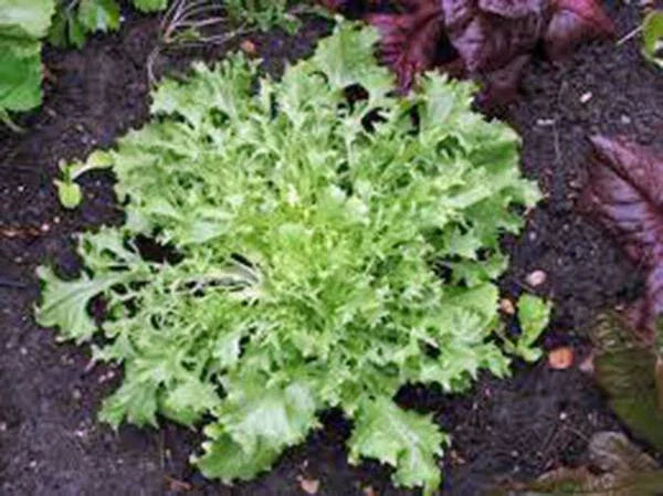 Heirloom Lettuce Seeds, Broadleaf Batavian Variety, 25+ Seeds, Tasty and Nutritious (Lactuca sativa)