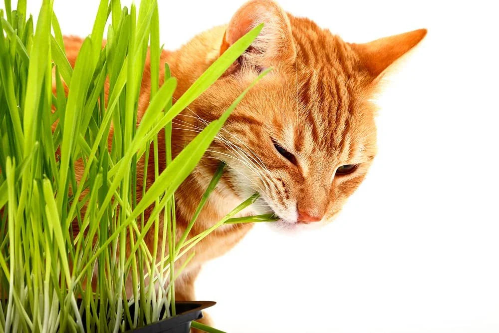 Cat Grass Seeds - 1,000 Seeds - Nutritious Treat for Cats - (Avena sativa)