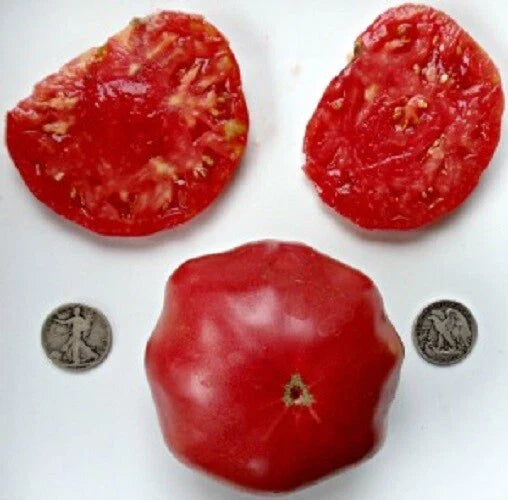 Brandywine Tomato Seed Packets - 1 Pack of 25 Seeds Each - Pink, Red, Black, Yellow, Orange - Heirloom Variety