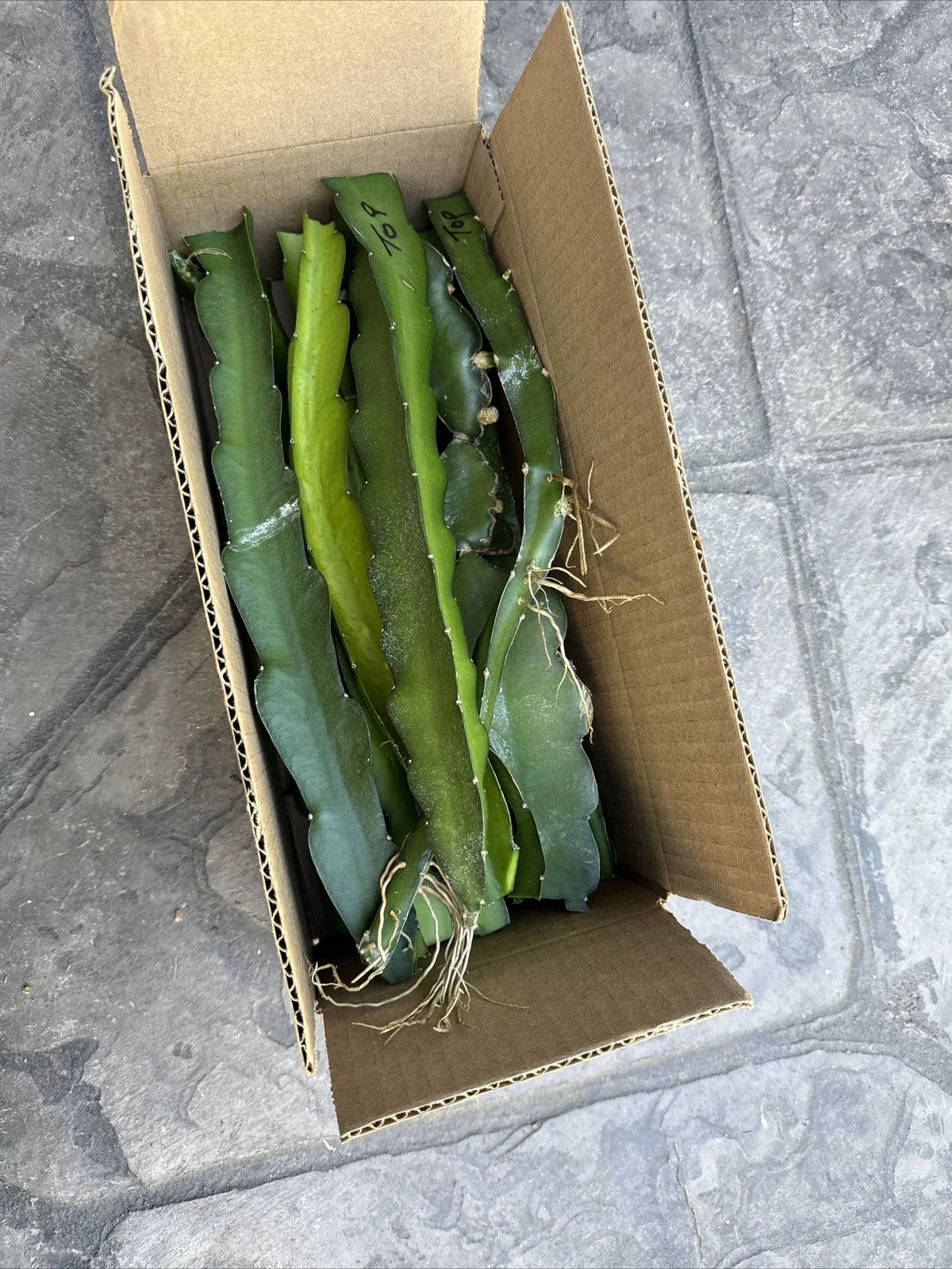 Dragon Fruit Cuttings 10 Pack, White Flush Variety, 8-14 Inches Long, Hylocereus undatus
