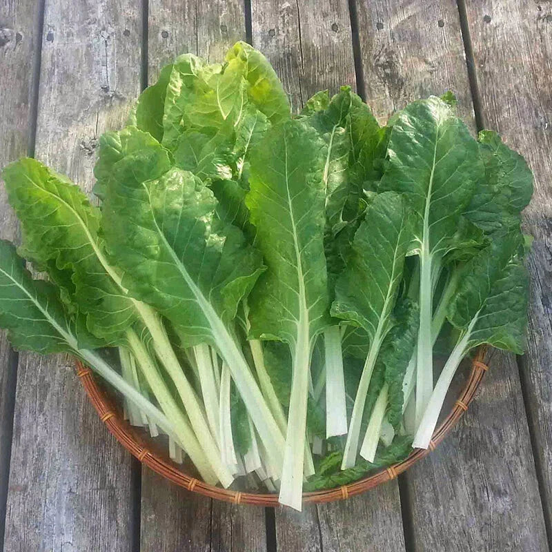 500 Swiss Chard Seeds - Fordhook Giant Non-GMO Heirloom - Fresh Seeds for Home Garden - Beta vulgaris subsp. cicla