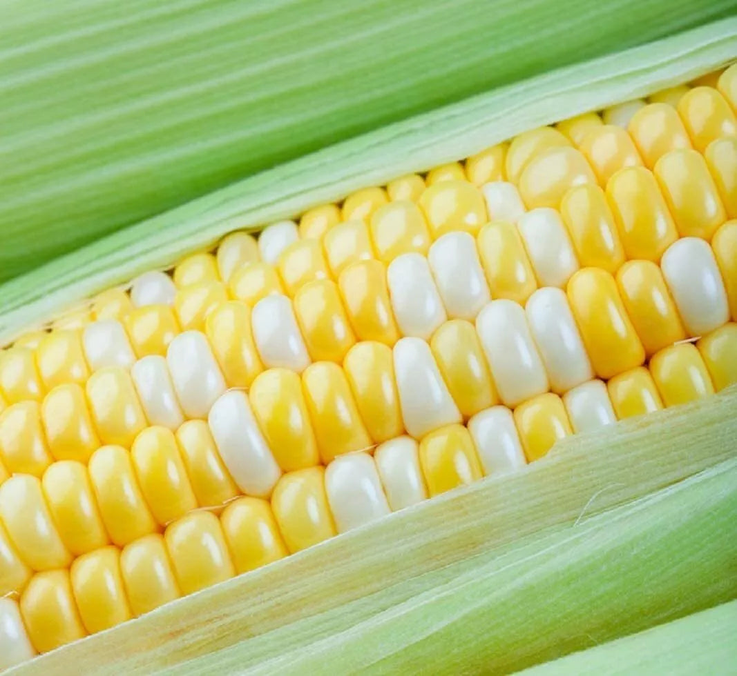 Peaches and Cream Sweet Corn Seeds - 30 Seeds - Zea mays - Dual-Color Kernels, High Yield, Non-GMO