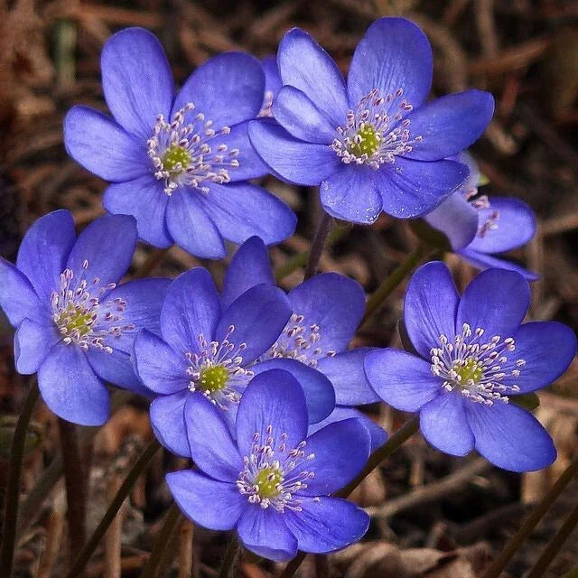 Hepatica Bare-root Plant | Anemone hepatica | Perennial Wildflower | Early Spring Bloomer