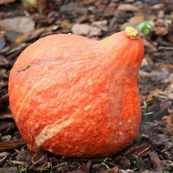 Golden Hubbard Squash Seeds - 20+ Count - Organic Vegetable Seeds for 2025 Planting - Cucurbita maxima