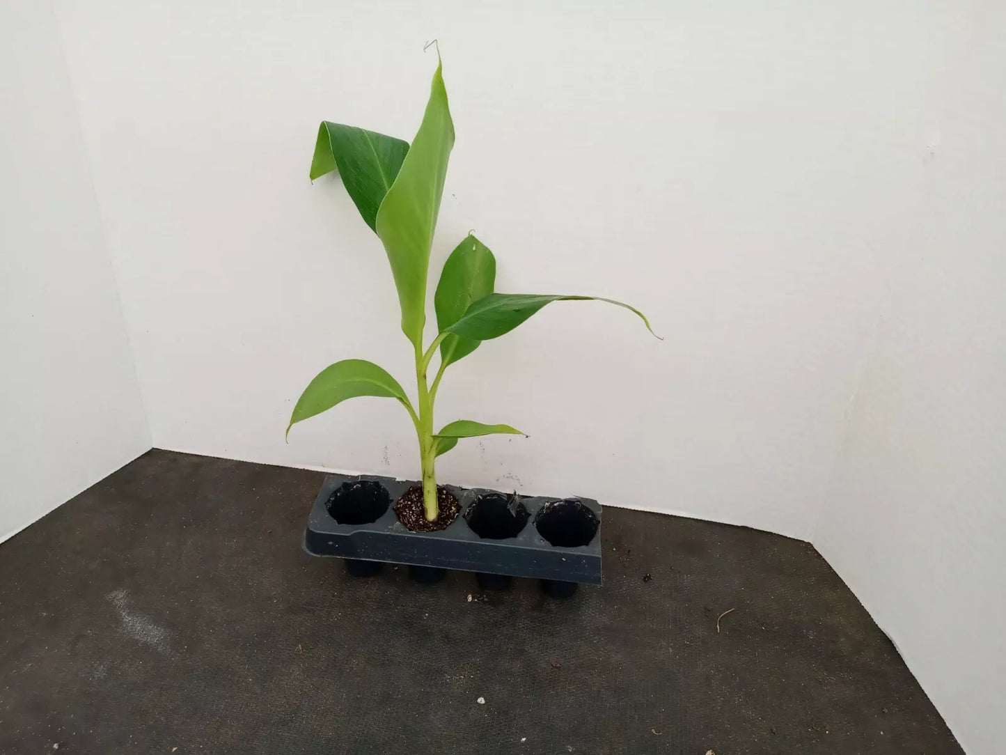 Grand Nain Banana Plant 4-10" Musa acuminata Starter Plant