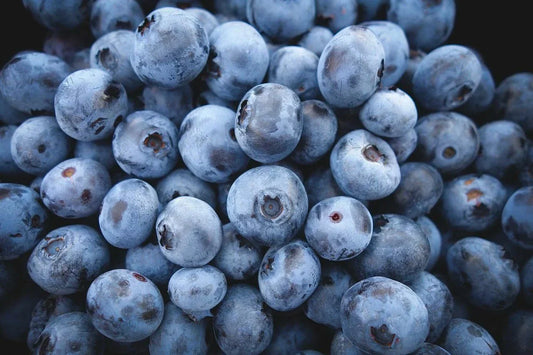 Highbush Blueberry Seeds - 200 Count - Vaccinium corymbosum - Organic Blueberry Plant Seeds for Home Gardening
