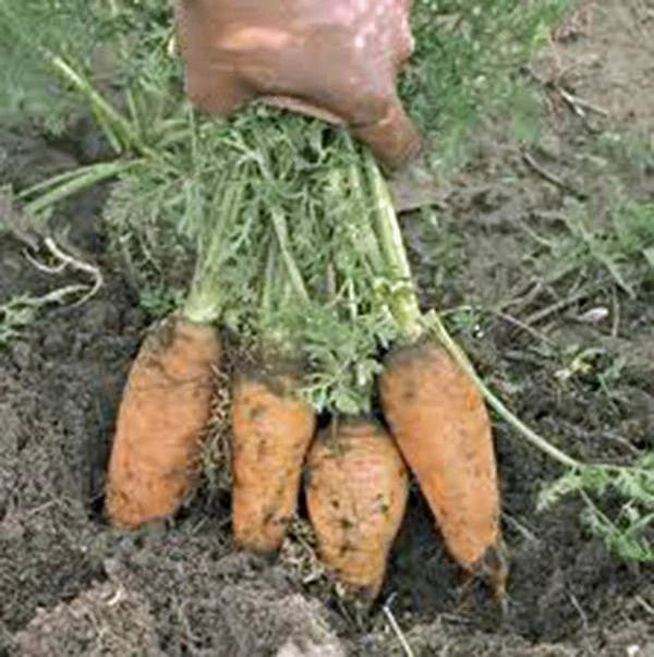 Carrot Seeds - 100+ Non-GMO Heirloom Danvers Half Long - Organic Vegetable Seeds - Daucus carota
