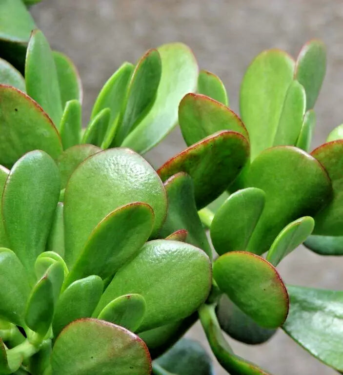 Succulent Crassula Ovata 4" Unrooted Cuttings Green Jade Money Plant Tree