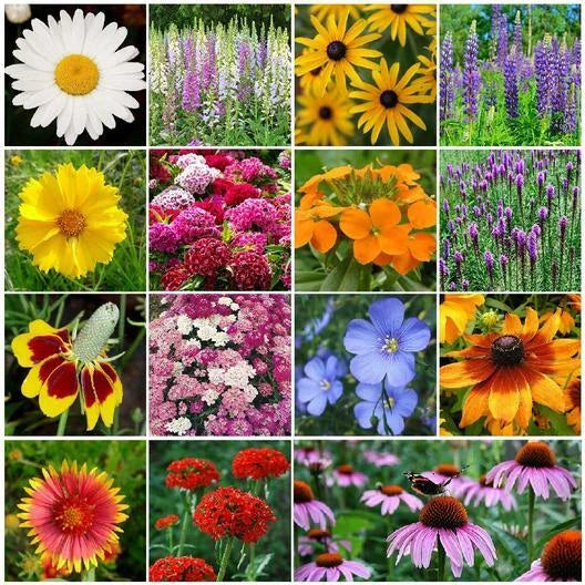 Perennial Wildflower Seed Mix - Heirloom Non-GMO Pollinator Blend - 1000 Seeds for Garden Planting