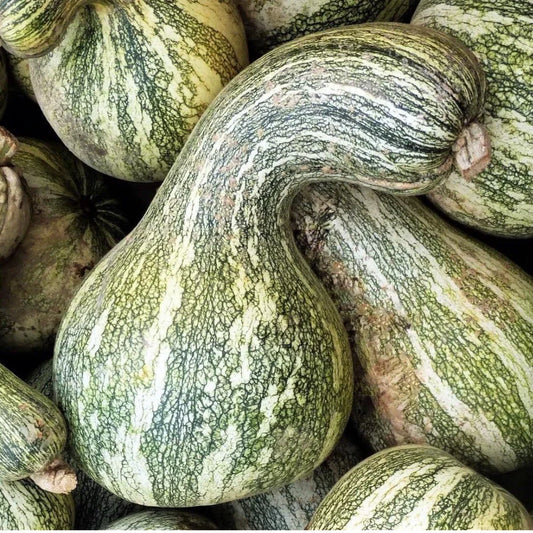 Green Striped Cushaw Pumpkin Seeds - 20 Non-GMO Winter Squash Seeds, Cucurbita maxima