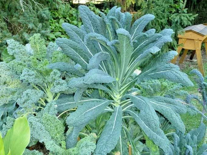 Dinosaur Kale Seeds - Organic Lacinato Variety for Spring & Fall Garden, Patio, Container - Easy to Grow